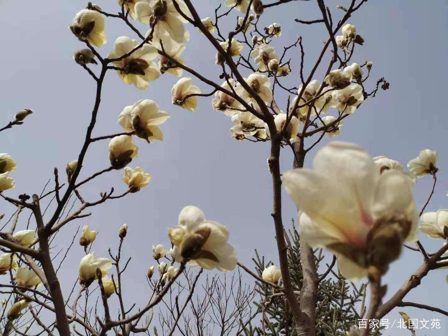 玉兰花 木兰花 辛夷花 木笔花 百科ta说