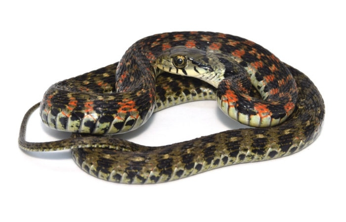  i>rhabdophis tigrinus /i>)俗名野鸡脖子,竹竿青等