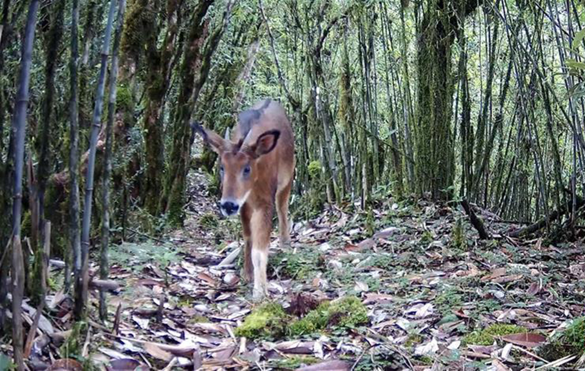  p>赤鬣羚( i>capricornis rubidus /i>):是偶蹄目,牛科,鬣羚属的哺乳