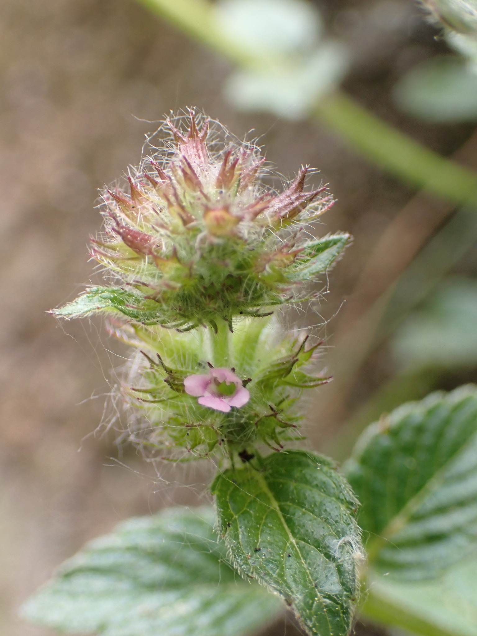 kuntze)是唇形科风轮菜属多年生草本植物,高1米.