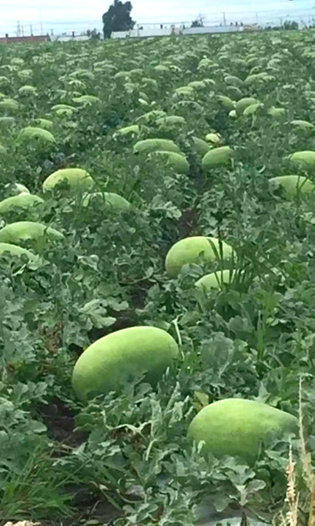  p>绿巨宝是 a target="_blank" href="/item/西瓜属/3326647" data