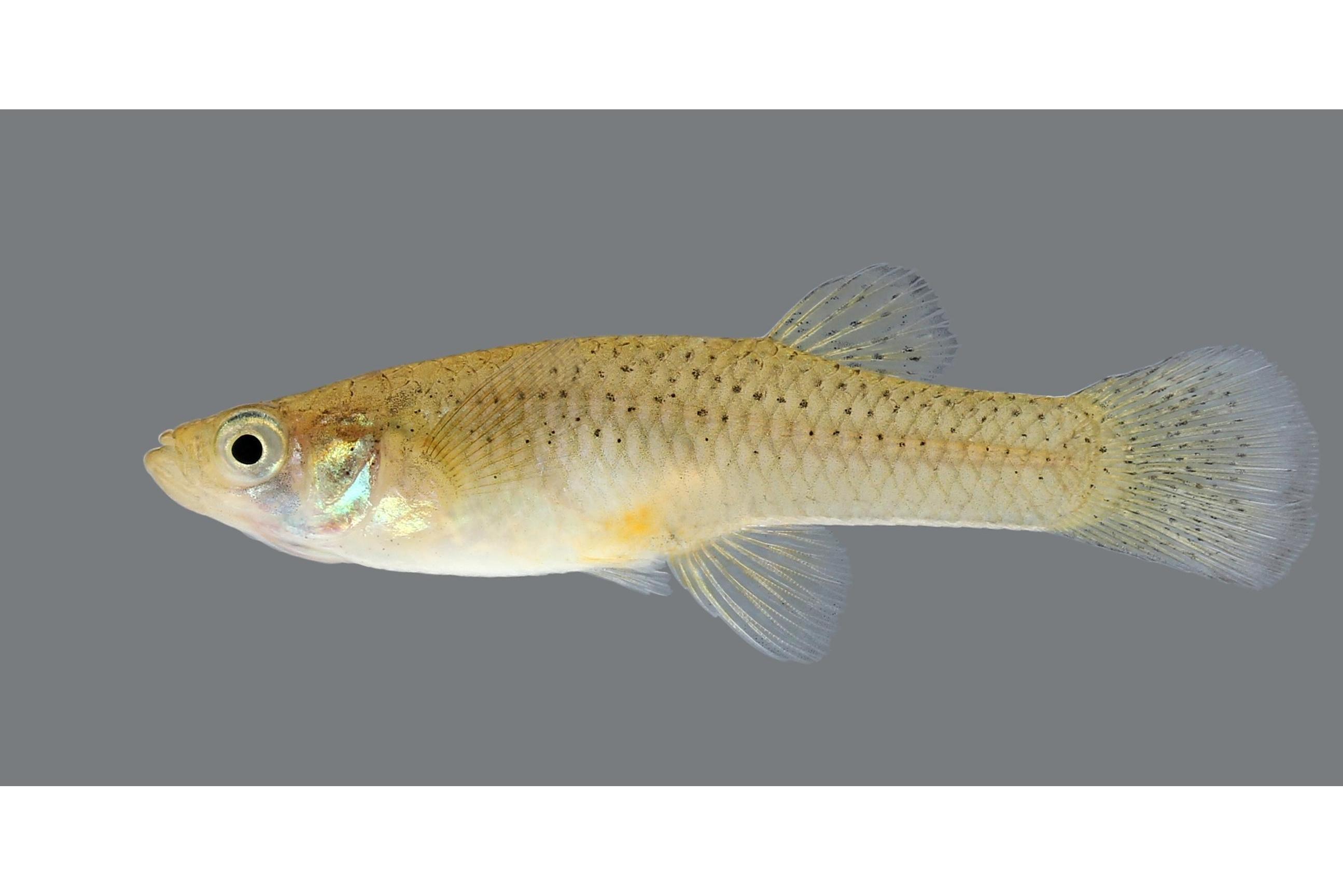  p>食蚊鱼(学名: i>gambusia affinis /i>)是胎鳉科,食蚊鱼属鱼类.