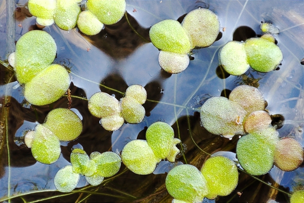 浮萍（天南星科浮萍属的一种植物）_百度百科