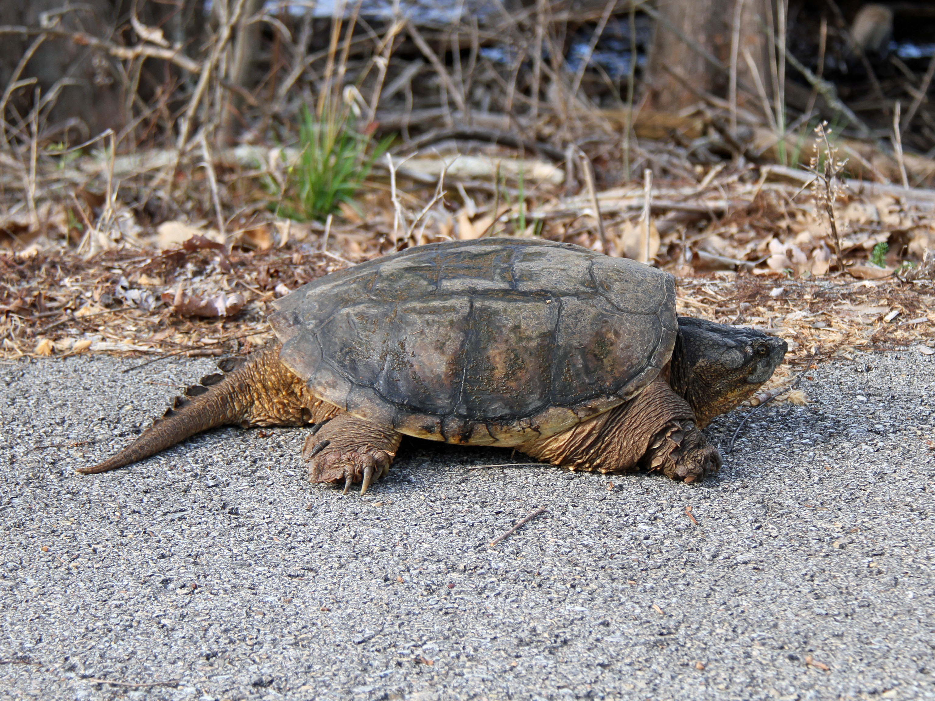 common snapping turtle