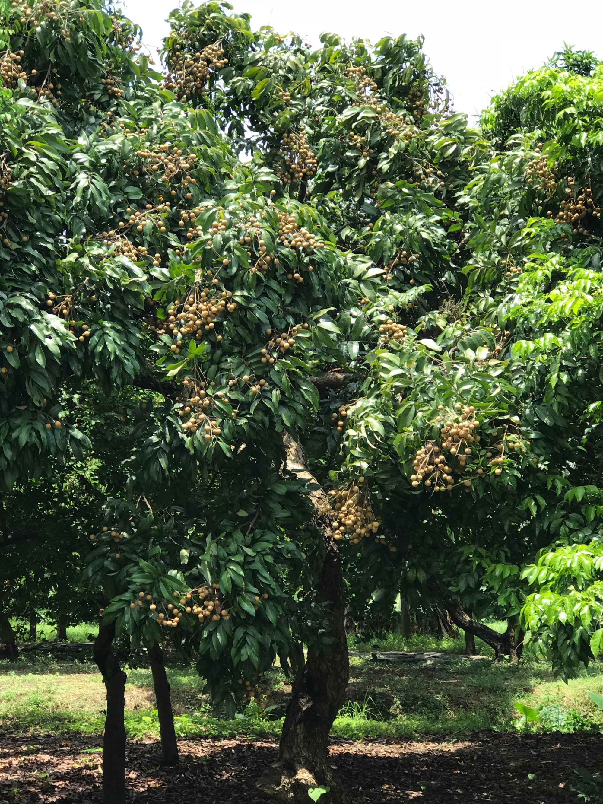  p data-id="txtfcdk2evdq">龙眼( i>dimocarpus longan /i> lour.