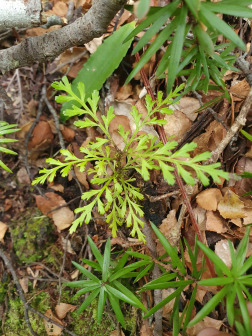 蕨状叶枝杉_百度百科