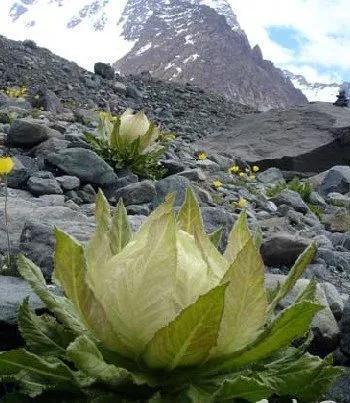 天山野生雪莲