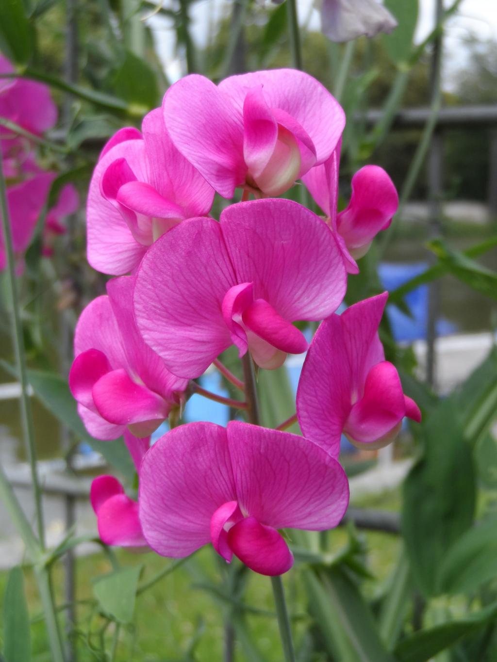 蝶形花冠( papilionaceous corolla)是由1枚 a ta