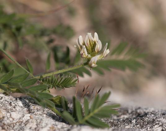 Biserrula pelecinus_百度百科