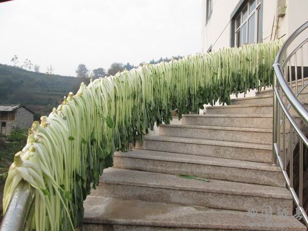  p data-id="gnvi0amjaa">长杆菜,又称箭杆白,长梗白菜,是白菜的一种.