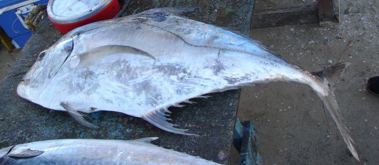  p>马鲹(学名: i>caranx hippos /i>)是鲹科,鲹属鱼类.