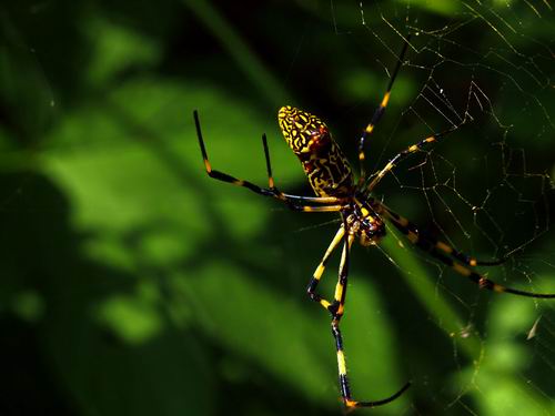 四斑黄蜘蛛