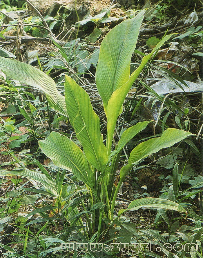 ling,">温郁金curcuma rcenyujin y,h. chenet c.