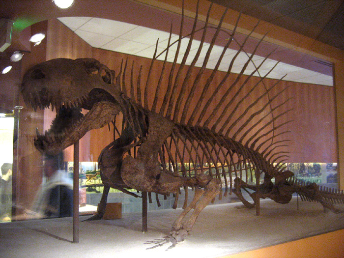 dimetrodon