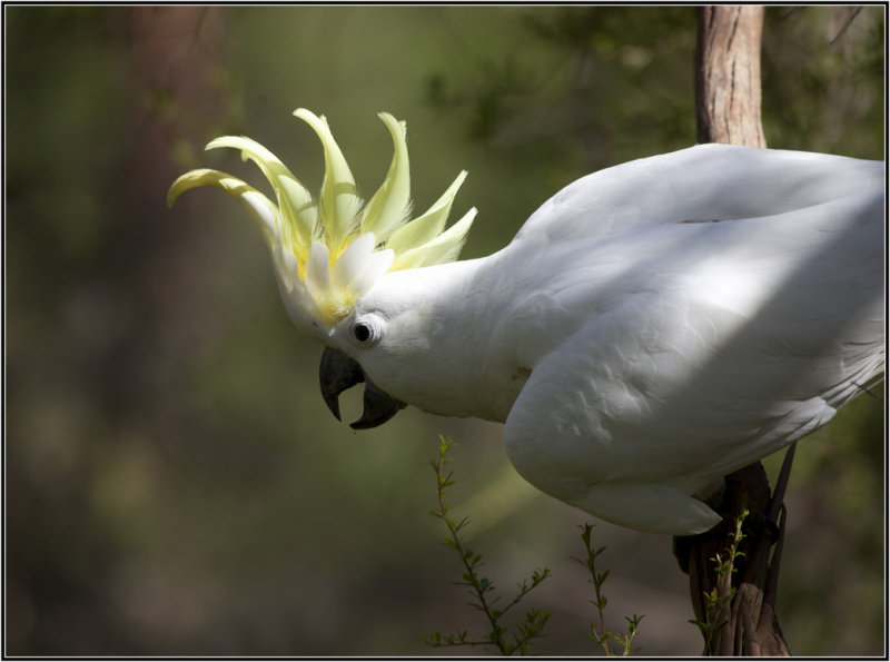 大葵花凤头鹦鹉