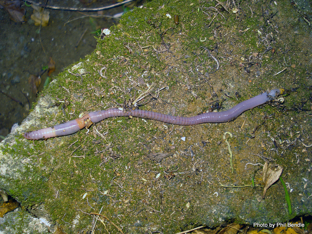  p>蚯蚓又名地龙,是 a target="_blank" href="/item/环节动物门