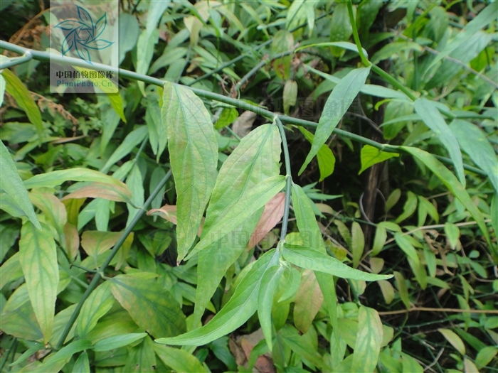  p>鳄嘴花(clinacanthus nutans (burm. f.) lindau var.