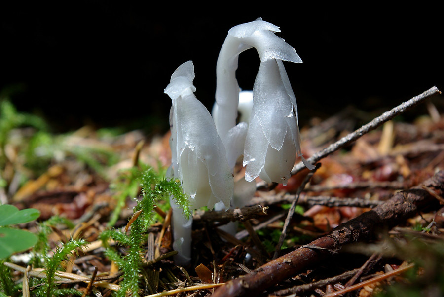  p>水晶兰(学名: i>monotropa uniflora /i>  linn.
