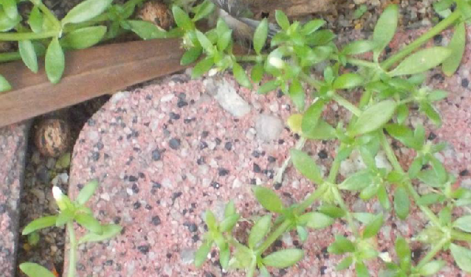  p>小牙草属,茜草科,10种,分布于热带亚洲,大洋洲和太平洋岛屿,其中小