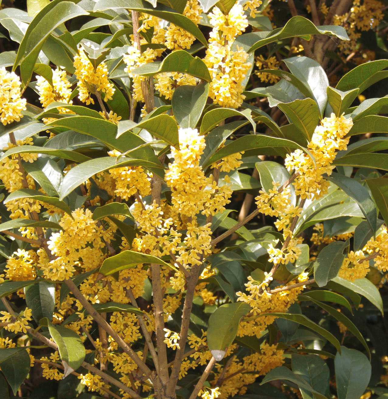  p>金球桂(学名: i>osmanthus fragrans /i> 'jin qiu gui&