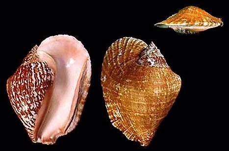 p>阔唇凤凰螺(学名:tricornis latissimus)雌雄异体.