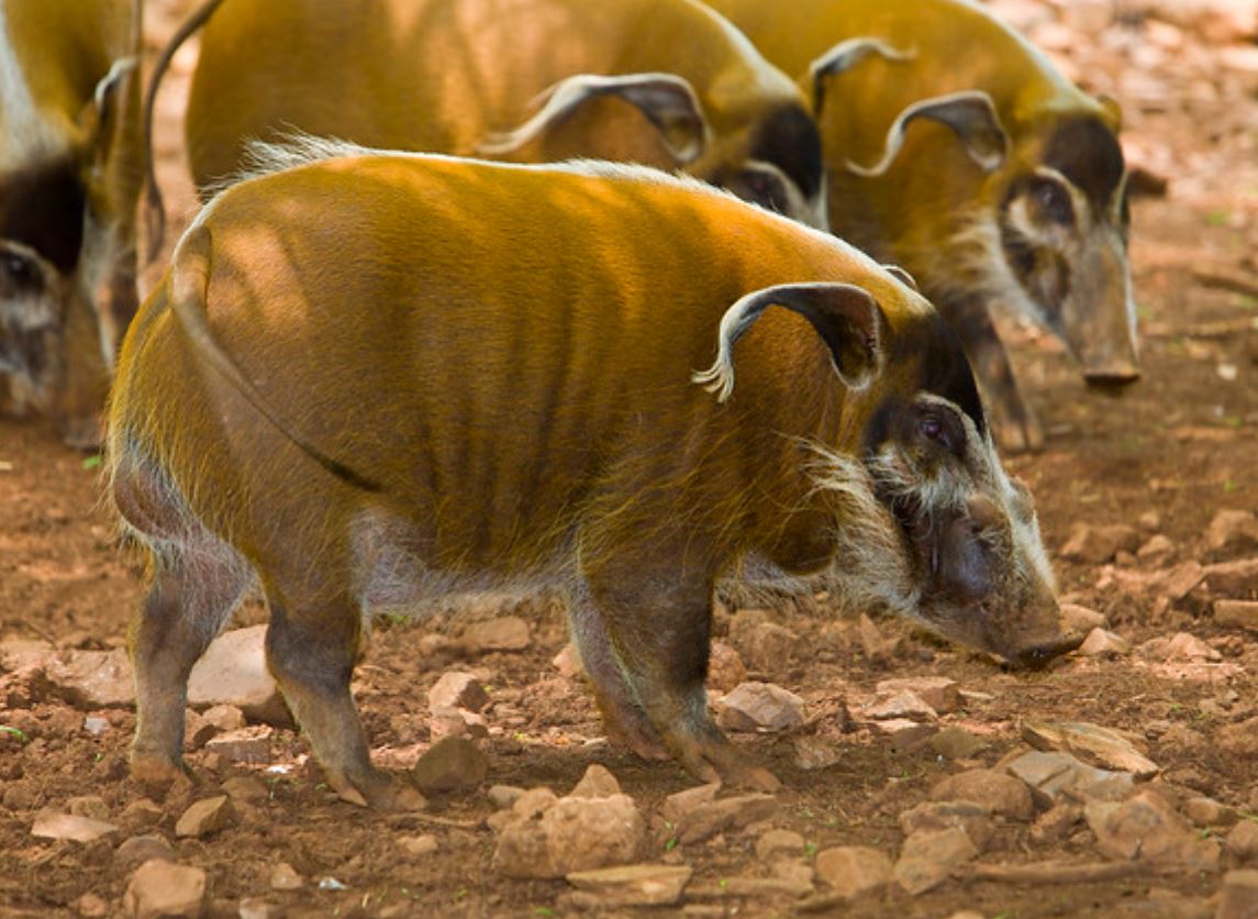  p>红河野猪(学名: i>potamochoerus porcus /i>):体长100-150厘米