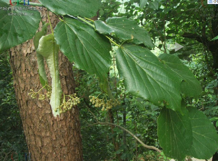  p>椴树( i>tilia tuan  /i>szyszyl.