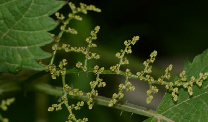  p>艾麻(学名: i>laportea cuspidata  /i>(wedd.