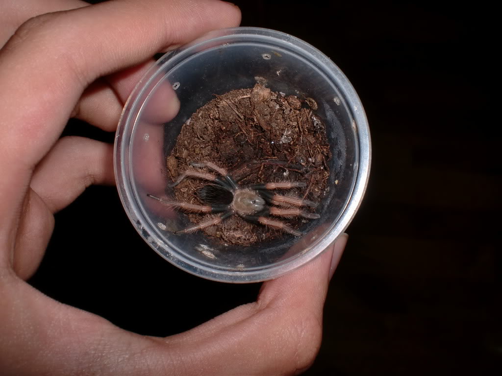  p>墨西哥血脚,英文名mexican bloodleg tarantula,拉丁学名