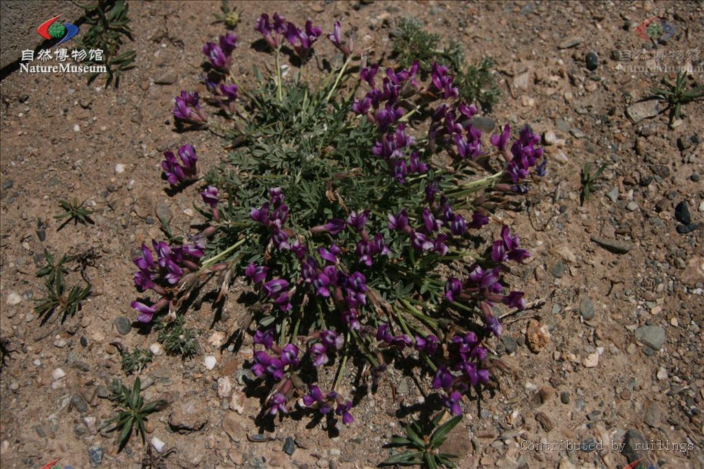  p>棘豆属(学名:oxytropis dc)是 a target="_blank" href="/item