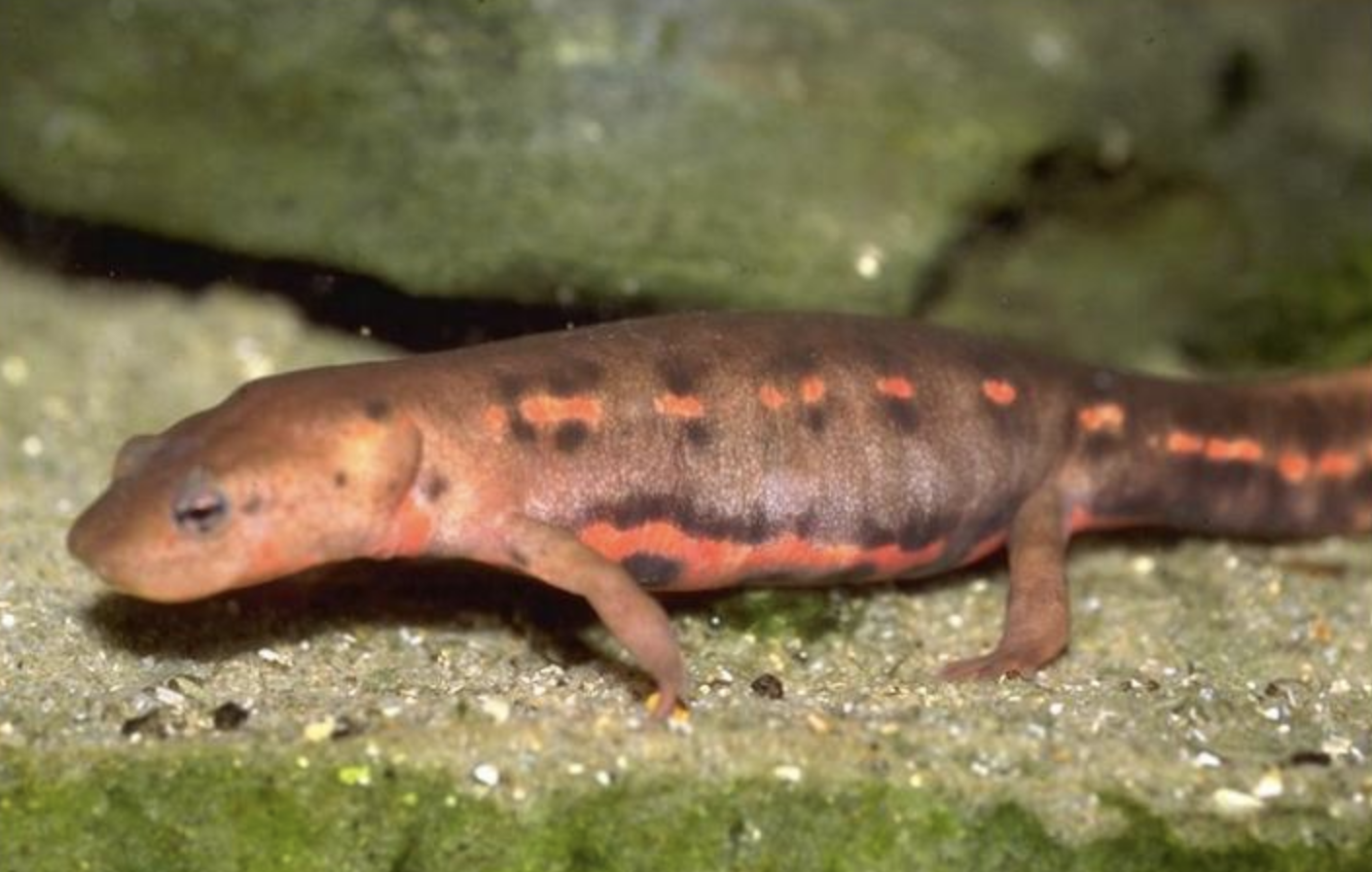  p>无斑肥螈(学名: i>pachytriton labiatus /i>)是蝾螈科,肥螈属有尾