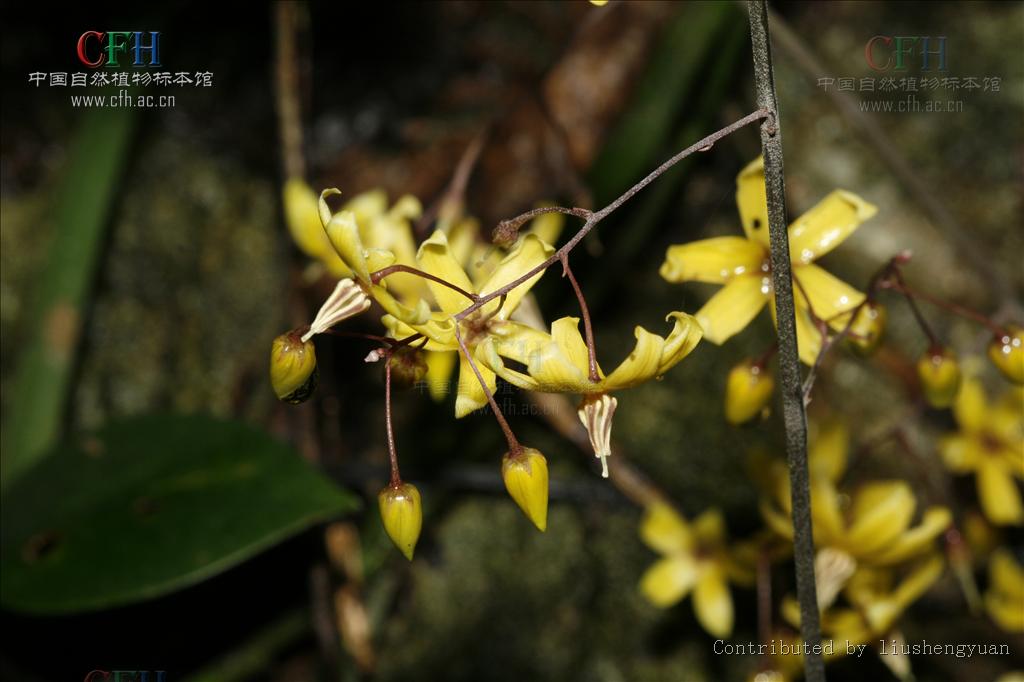  p>三叶香草(学名:lysimachia insignis)为 a href="#" data-lemmaid=