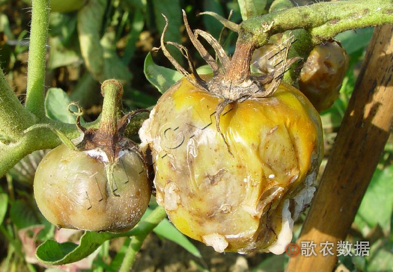  p>番茄酸腐病,只为害迟收过熟果实,尤其是有伤口果实易染病.