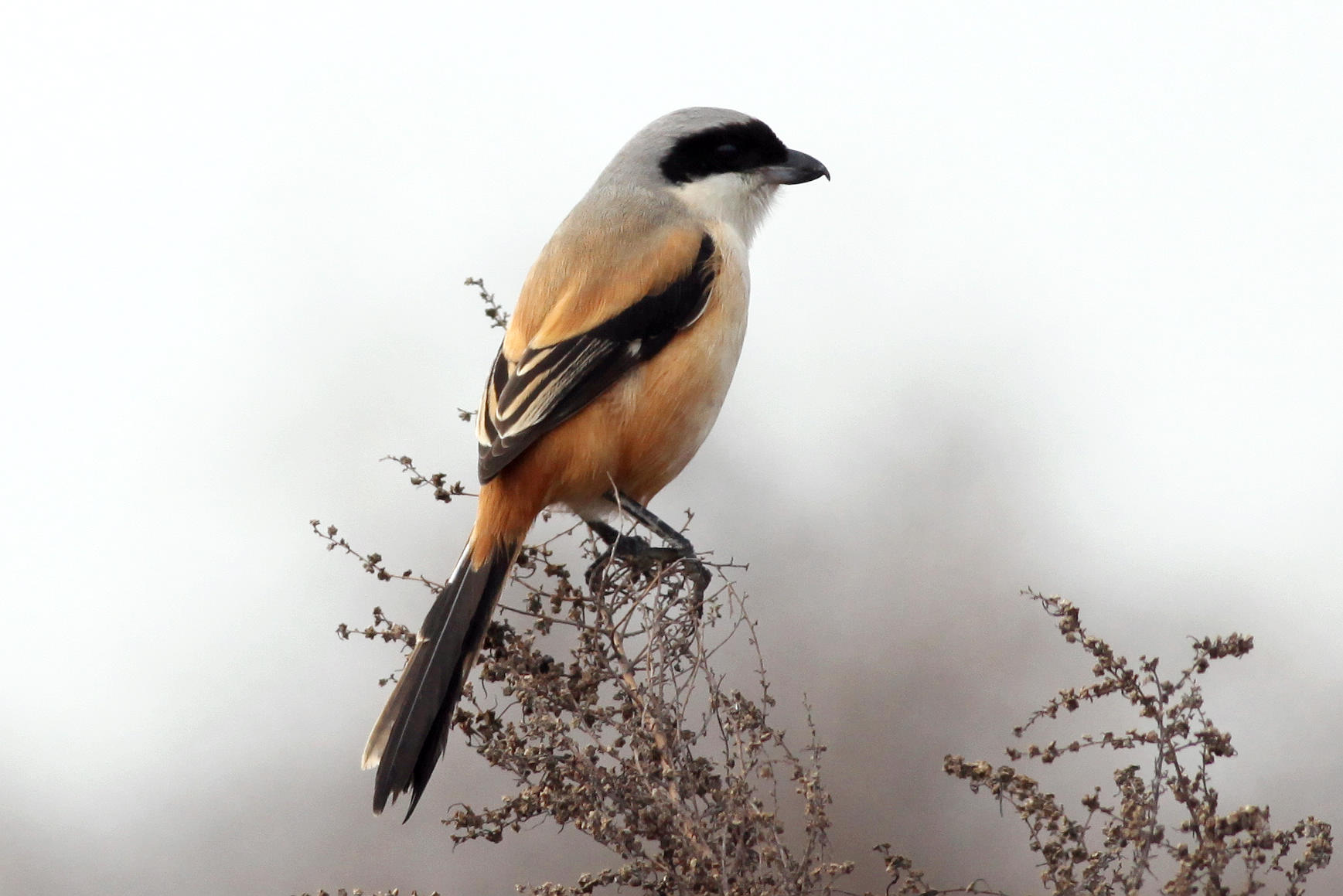 棕背伯劳马来亚种