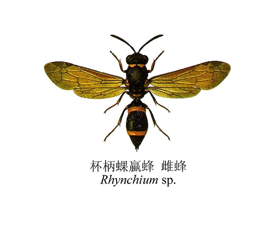 rhynchium sp.
