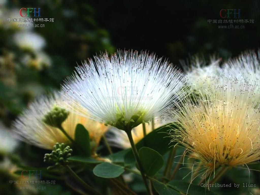  p>山合欢(拉丁学名:albizia kalkora (roxb.