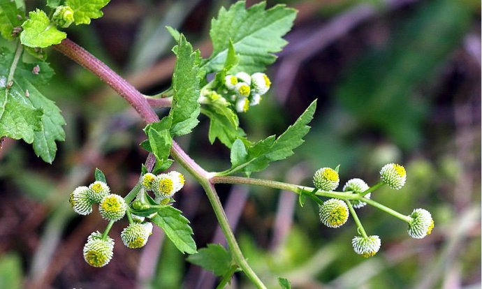 clarke)是菊科 a target="_blank" href="/item/鱼眼草属">鱼眼草   