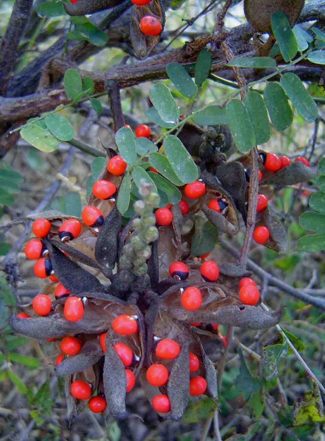 abrus precatorius subsp. africanus verdc.