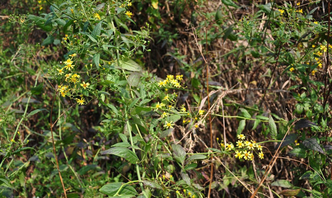 千里光（菊科千里光属植物）_百度百科