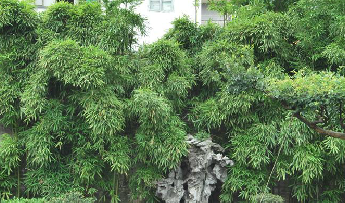  p>崖州竹,竿较细,其直径一般不超过3厘米,箨鞘背面靠近两 侧及近基部