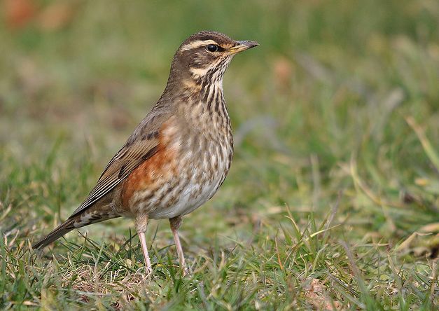  p>白眉歌鸫(学名: i>turdus iliacus /i>)是鸫科,鸫属中型鸟类,体长