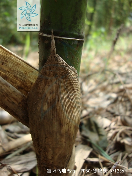  p>富阳乌哺鸡竹(学名: i>phyllostachys nigella  /i>wen)是禾本科
