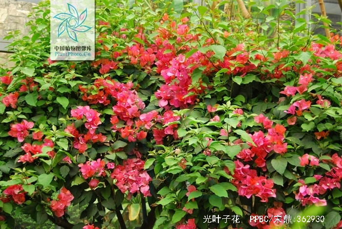  p>光叶子花(拉丁学名:bougainvillea glabrachoisy i>.
