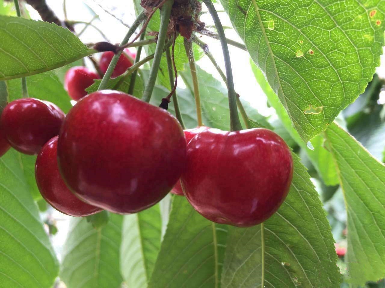  p>山旺大樱桃,山东省潍坊市 a target="_blank" href="/item/临朐县