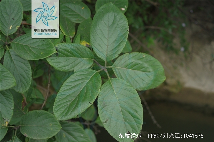 hydrangea bretschneideri