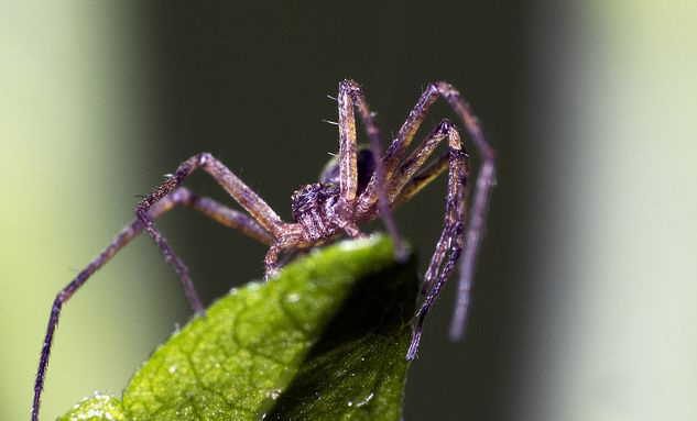  p>细腿豹蛛(学名:pardosa sp.