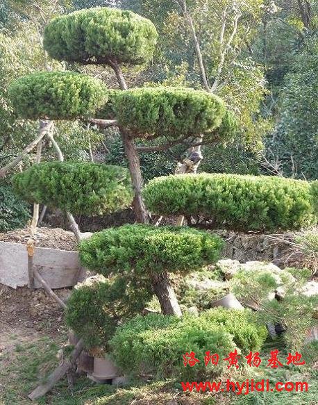 造型黄杨