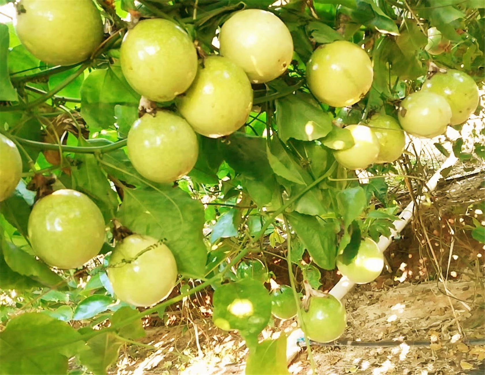  p>(西番莲科草质藤本) /p> p>里松黄金百香果,百香果,又叫鸡蛋果
