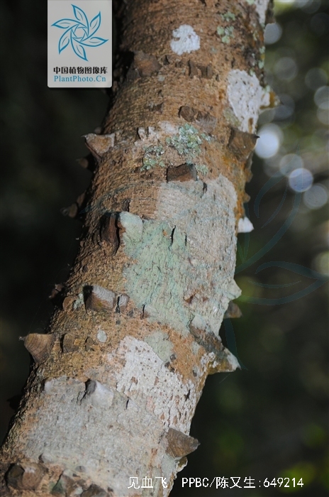 caesalpinia cucullata roxb.