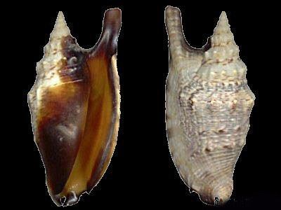  p>黑口燕子凤凰螺是一种 a target="_blank" href="/item/软体动物门